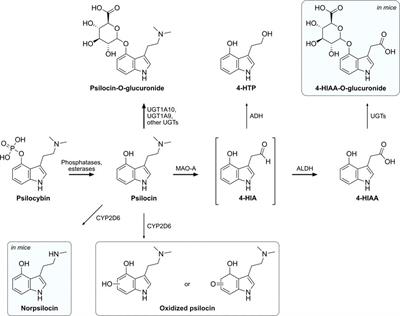 In vitro and in vivo metabolism of psilocybin’s active metabolite psilocin